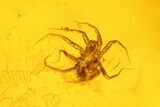 Fossil Flies (Diptera) and a Mite (Acari) in Baltic Amber #159772-3